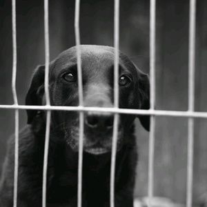 Meet your Posher, Dennis